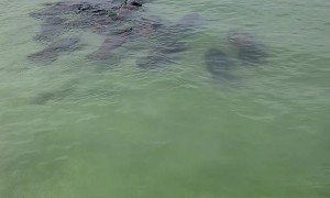 Mass of Manatees Moves Towards Shore Together