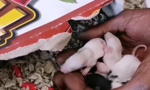 Mother Rat Moves Fast to Round up Babies