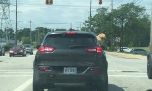 Doggy Can't Contain Her Excitement Over Trip to the River