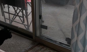 Cat Gets Rowdy Over Raindrops