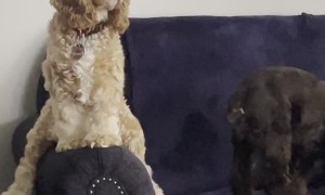 Remi the Cocker Spaniel Likes Sitting in Funny Ways