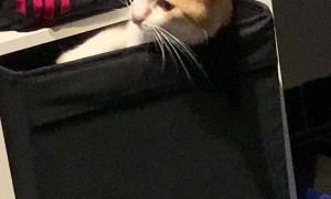 Cute Cat Stuck in Box