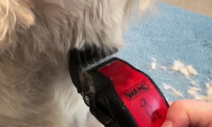 Harvey Stands up Straight While Getting Groomed