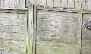 Lucky Fox Given Entire Chicken to Feed His Family