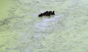 Tufted Ducklings Paddle After Disappearing Diving Mom
