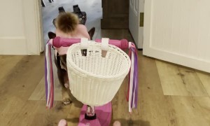 Fancy French Bulldog Rides Scooter