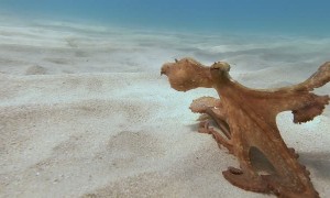 Adolescent Octopus Scuttles along Ocean Floor