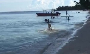 Happy Dog Skims Across the Surface