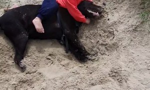 Dog Copies Child by Laying on Him During Playtime
