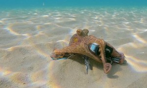 Octopus Grabs GoPro and Films Diver