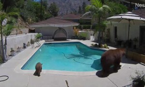 Mama Bear Enjoys a Dip in Residential Pool With Her Cubs