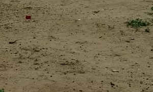 Pregnant Goat has Saddlebag Stomach