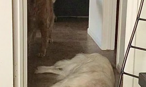 Golden Retriever Becomes Hallway Speed Bump