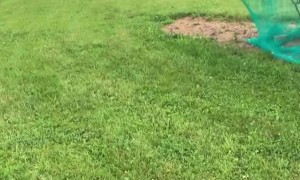 Golden Retriever Tries Charging Through Net