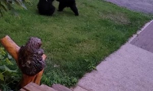 Two Bear Cubs Playing in the Yard
