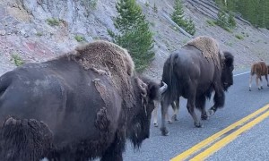 Protective Bison Herd Shields Calves From Traffic