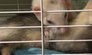 Stubborn Ferret Wants to Say Hello to New Family Member