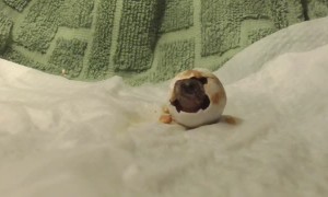Newborn Turtle Leaves Egg for First Time