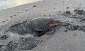 A Morning Beach-Side Turtle Rescue