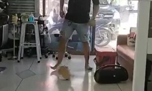 Cat Likes When Human Pushes Her on Slick Floors