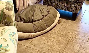 Puppy Uses Bed to Turn Into Turtle