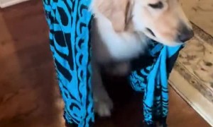 Golden Carries Around Favorite Blanket