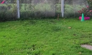 Short Fence Is No Obstacle Between Friends