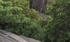 Bear Chased Through Backyard by Coyote
