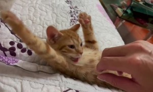 Sleepy Kitten Gets Paw Massage