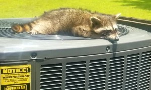 Raccoon Enjoys Breeze from Air Conditioner