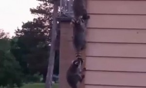 Racoon Family Forms an Orderly Line to Climb House