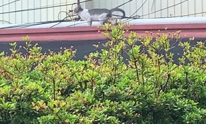 Bird Pecks at Cat's Back