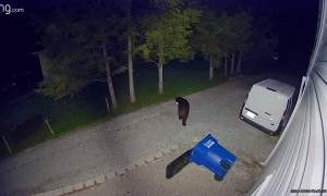 Bear Casually Rummages Through Trash Can For Tortilla Chips