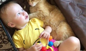 Kitty and Baby Climb Into Suitcase Together