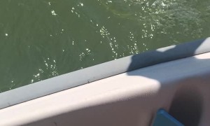 Unconventional Fishing Gear Catches Garpike