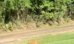 Spirited Pup Sprints into Son