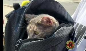 Man climbs tree to rescue cat, fire crew rescues them both