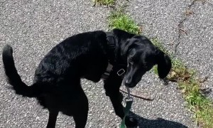 Dog Double Checks Whenever it Hears a Fart
