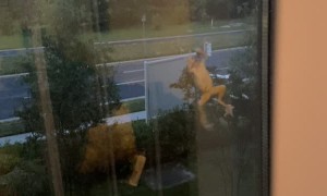 Hungry Frog Snacks on Spider