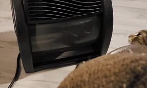 Cat Battles Cold Airflow