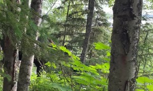 I think someone wanted their nose scratched.