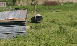 Ram Tirelessly Rams Tire Toy