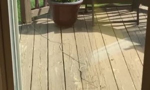 Best Buddies Share Sunshine Cuddles