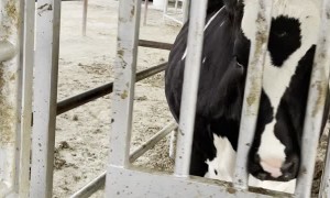 Cute Cow Has Fun with Sliding Door