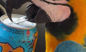Cool Parrot Opens Can