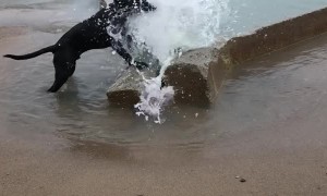 Beach Doggy Bites at Waves