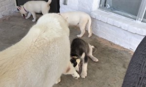Gentle Husky Teaches Puppies to Play