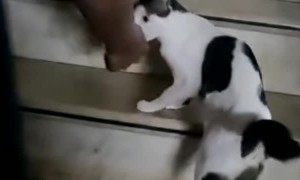 Mama Cat Drags Owner to Show Off Newborn Kittens