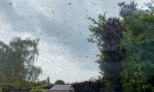 Bee Swarm Surrounds Home