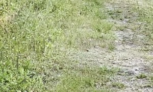 Biker Encounters Black Bear on Trail